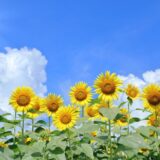 「群馬県（ぐんまけん）伊勢崎市（いせさきし）で41.8度　これまでで一番の暑さ」